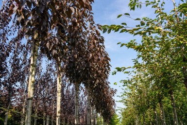 Prunus serrulata 'Royal Burgundy' haute-tige 8/10 180cm tronc