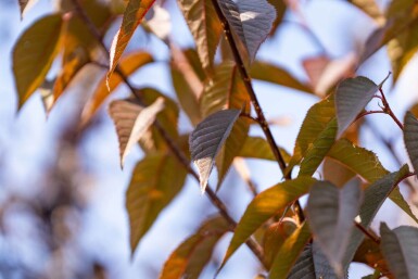 Prunus serrulata 'Royal Burgundy' haute-tige 8/10 180cm tronc