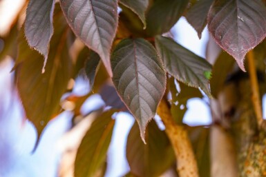 Prunus serrulata 'Royal Burgundy' haute-tige 8/10 180cm tronc
