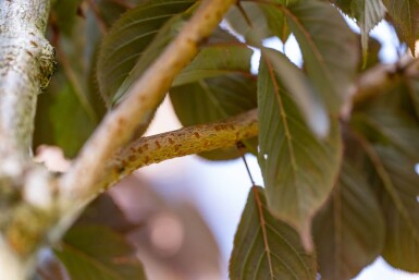 Prunus serrulata 'Royal Burgundy' haute-tige 8/10 180cm tronc