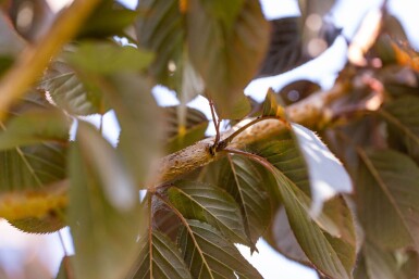 Prunus serrulata 'Royal Burgundy' haute-tige 8/10 180cm tronc