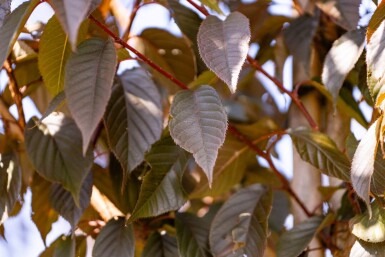 Prunus serrulata 'Royal Burgundy' haute-tige 8/10 180cm tronc