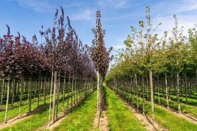 Prunus serrulata 'Royal Burgundy' haute-tige 8/10 180cm tronc