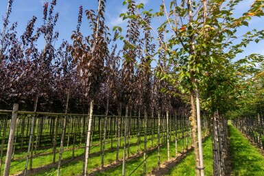 Prunus serrulata 'Royal Burgundy' haute-tige 8/10 180cm tronc