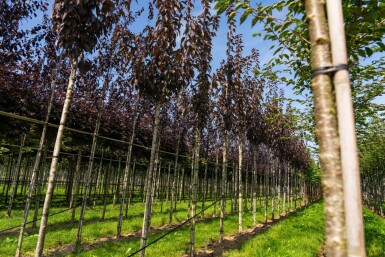 Prunus serrulata 'Royal Burgundy' haute-tige 8/10 180cm tronc