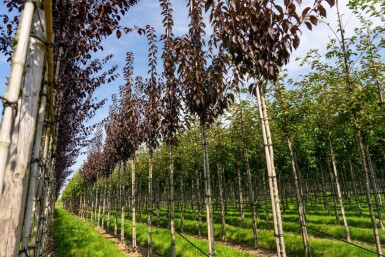 Prunus serrulata 'Royal Burgundy' haute-tige 8/10 180cm tronc