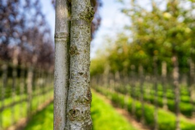 Prunus serrulata 'Royal Burgundy' haute-tige 8/10 180cm tronc