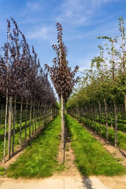 Prunus serrulata 'Royal Burgundy' haute-tige 8/10 180cm tronc