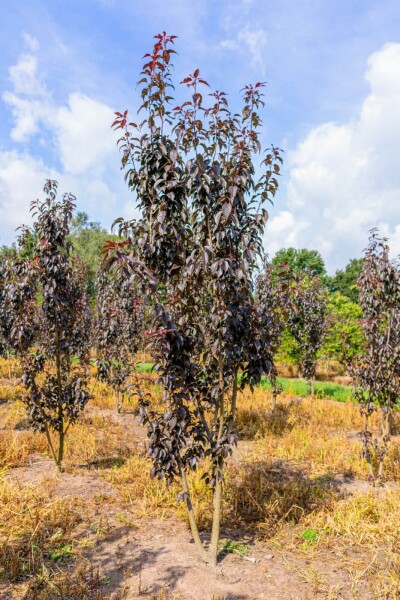 Prunus serrulata 'Royal Burgundy' cépée