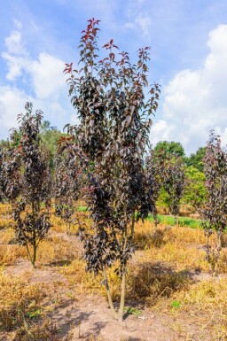Prunus serrulata 'Royal Burgundy' cépée