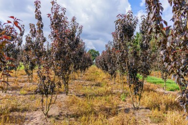 Prunus serrulata 'Royal Burgundy' cépée