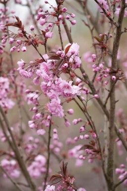 Prunus serrulata 'Royal Burgundy' cépée