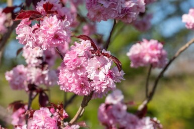 Prunus serrulata 'Royal Burgundy' cépée