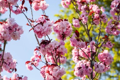 Prunus serrulata 'Royal Burgundy' cépée