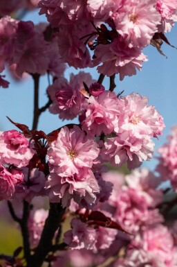 Prunus serrulata 'Royal Burgundy' cépée