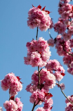 Prunus serrulata 'Royal Burgundy' cépée