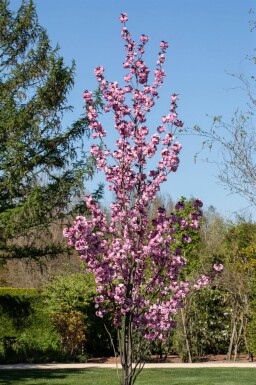 Prunus serrulata 'Royal Burgundy' cépée
