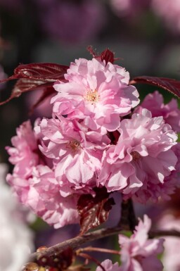 Prunus serrulata 'Royal Burgundy' cépée