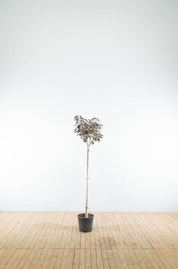 Prunus serrulata 'Royal Burgundy' demi-tige