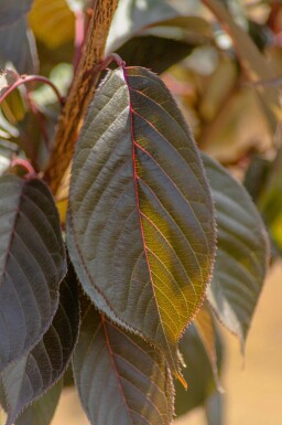 Prunus serrulata 'Royal Burgundy' demi-tige