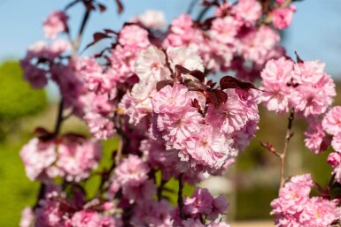 Prunus serrulata 'Royal Burgundy' demi-tige