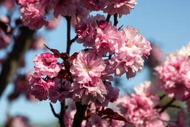 Prunus serrulata 'Royal Burgundy' demi-tige