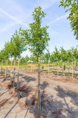 Prunus serrulata 'Sunset Boulevard' haute-tige 20/25