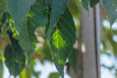 Prunus serrulata 'Sunset Boulevard' haute-tige 20/25