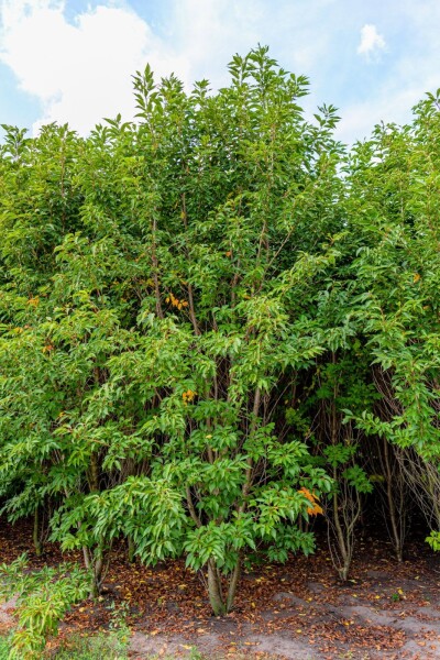 Prunus serrulata 'Sunset Boulevard' cépée