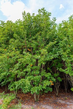 Prunus serrulata 'Sunset Boulevard' cépée