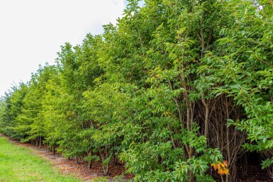Prunus serrulata 'Sunset Boulevard' cépée