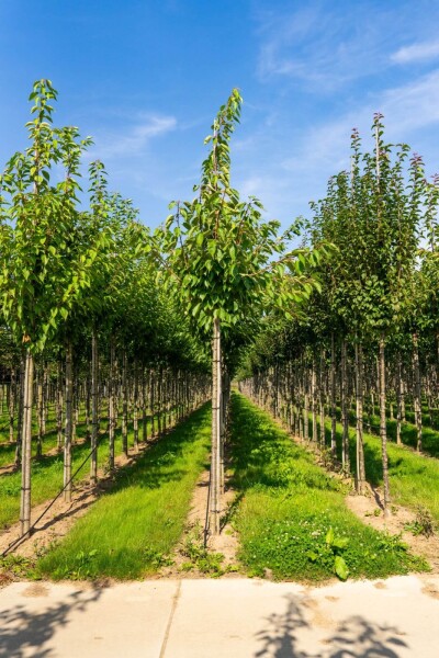 Prunus serrulata 'Taihaku' haute-tige