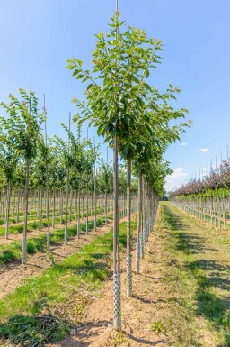 Prunus serrulata 'Taihaku' haute-tige