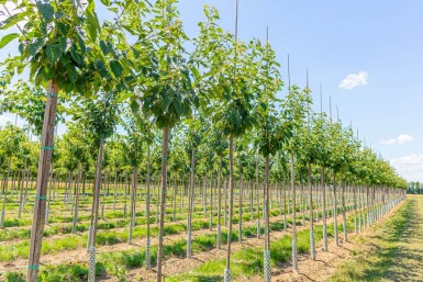 Prunus serrulata 'Taihaku' haute-tige