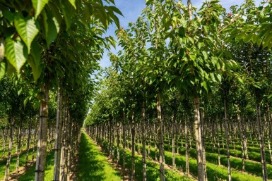 Prunus serrulata 'Taihaku' haute-tige