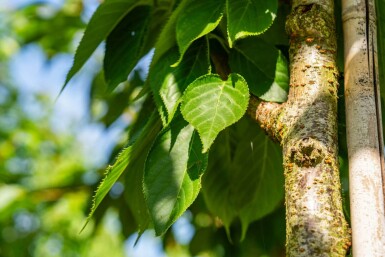 Prunus serrulata 'Taihaku' haute-tige