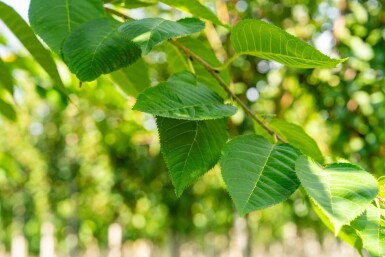 Prunus serrulata 'Taihaku' haute-tige