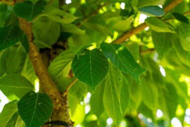 Prunus serrulata 'Taihaku' haute-tige