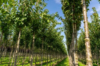 Prunus serrulata 'Taihaku' haute-tige