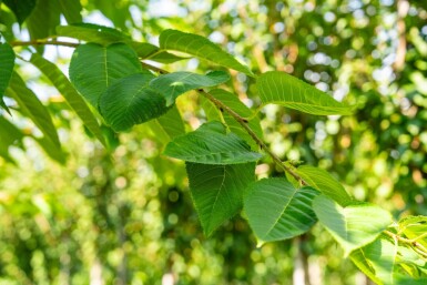 Prunus serrulata 'Taihaku' haute-tige