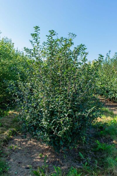 Prunus spinosa cépée 200-250