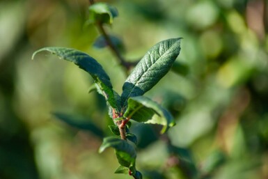 Prunus spinosa cépée 200-250