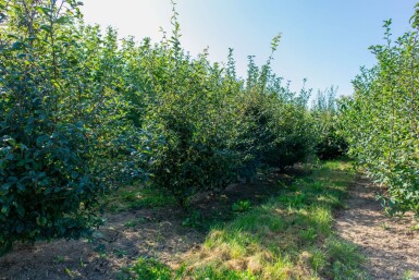 Prunus spinosa cépée 200-250