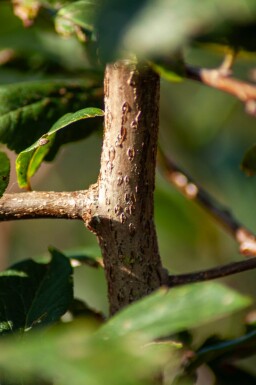 Prunus spinosa cépée 200-250