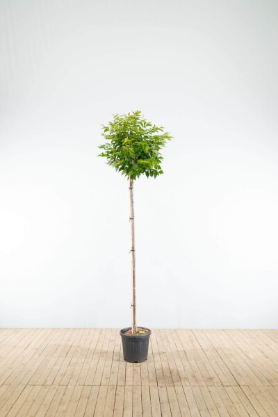 Prunus x subhirtella 'Autumnalis' haute-tige 14/16 225cm tronc
