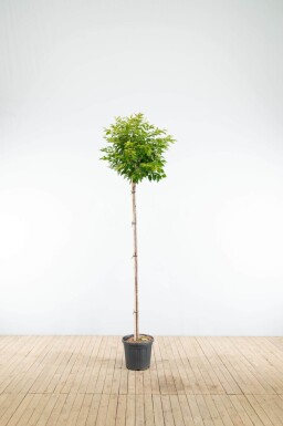 Prunus x subhirtella 'Autumnalis' haute-tige