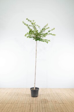 Prunus x subhirtella 'Autumnalis' haute-tige