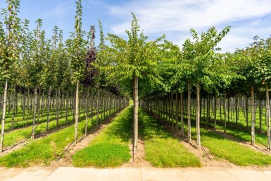 Prunus x subhirtella 'Autumnalis' haute-tige 14/16 225cm tronc