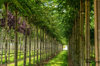 Prunus x subhirtella 'Autumnalis' haute-tige 14/16 225cm tronc