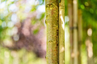 Prunus x subhirtella 'Autumnalis' haute-tige 14/16 225cm tronc